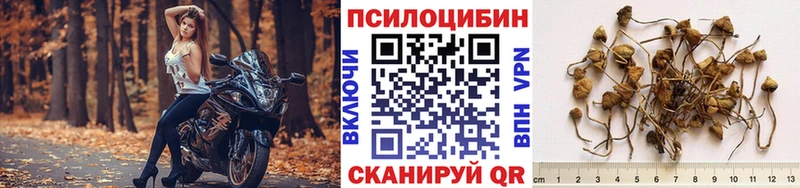 Псилоцибиновые грибы прущие грибы  как найти   Гулькевичи 